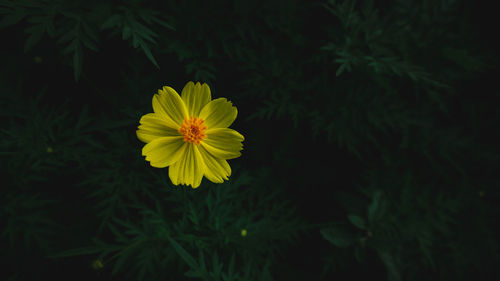 Close-up of yellow flower blooming outdoors