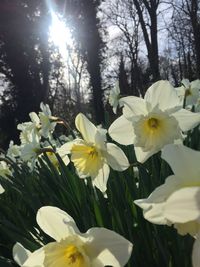 Close-up of flowers growing on tree