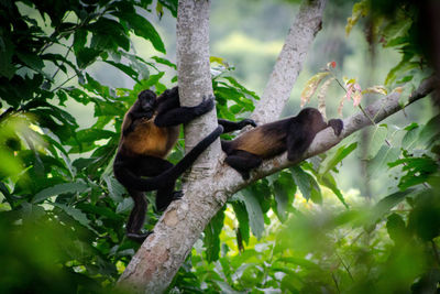 Low angle view of monkeys with infant on tree
