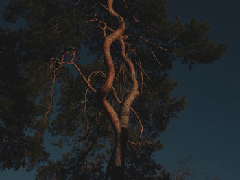 Low angle view of trees against sky
