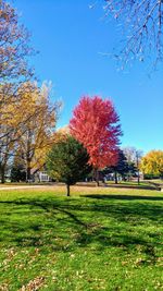 Trees in park against blue sky