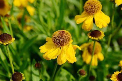 Close-up of yellow flowering plant on field