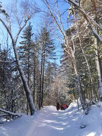 Snow covered trees against sky