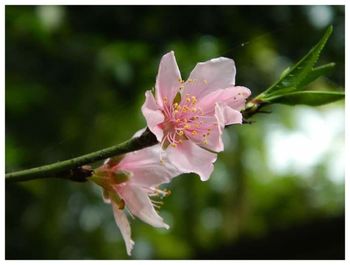 Close-up of pink flowers