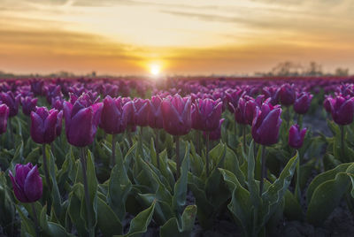 Purple flowers blooming on field against sky during sunset