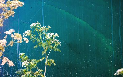 Plants growing against blue sky