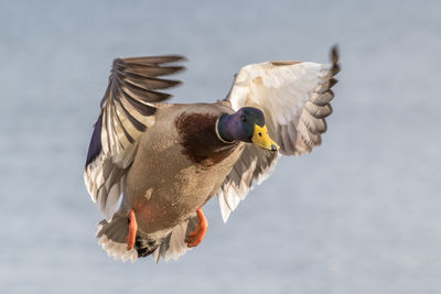 Close-up of a bird flying over water