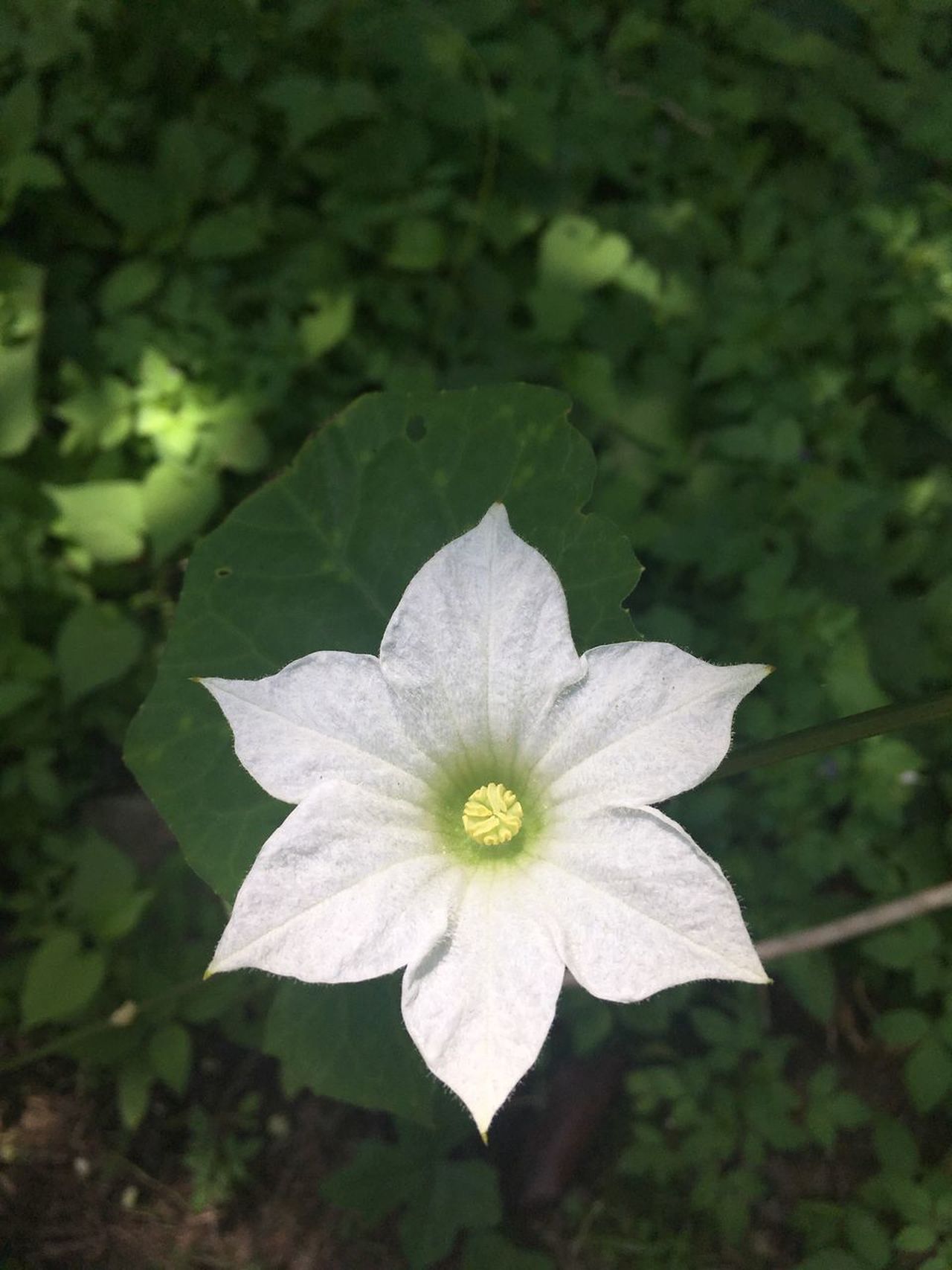 Ivy Gourd flower