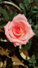 Close-up of pink rose blooming outdoors