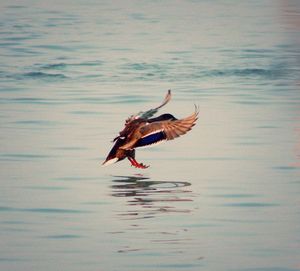 Bird flying over water