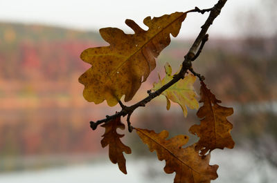 Close-up of leaves