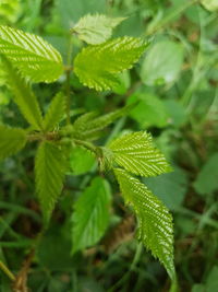 Close-up of green plant