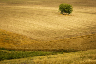 Scenic view of agricultural field