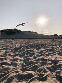 View of birds on land against sky at sunset