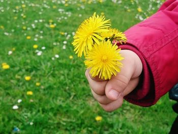 Close-up of hand holding flower in field