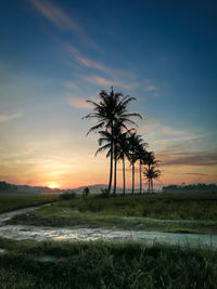 Palm trees on field against sky during sunset