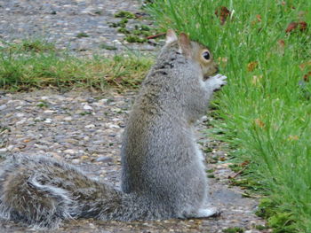 Close-up of sheep on grass