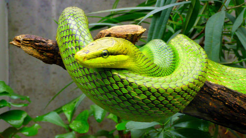 Close-up of snake