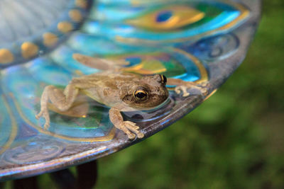 Swimming in a peacock purple bird bath is a pinewoods treefrog hyla femoralis.