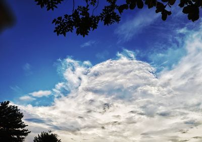 Low angle view of silhouette trees against blue sky