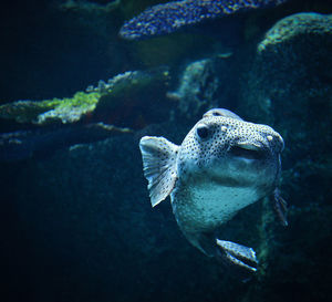 Close-up of fish swimming in sea