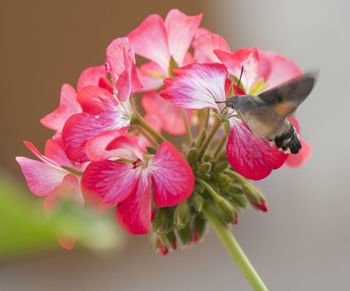 Close-up of pink flowers