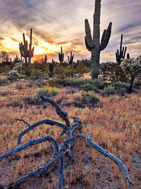 Cactus growing on field against sky during sunset