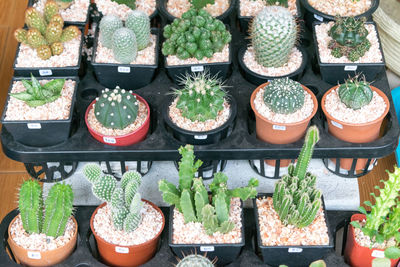 High angle view of potted plants for sale