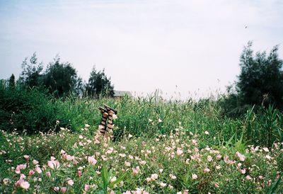 Plants growing on field