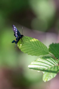 Close-up of insect on plant