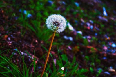 Close-up of dandelion flowers