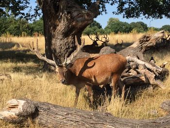 View of deer on field