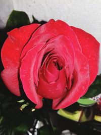 Close-up of wet red rose