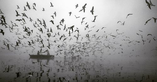 Flock of birds flying against sky