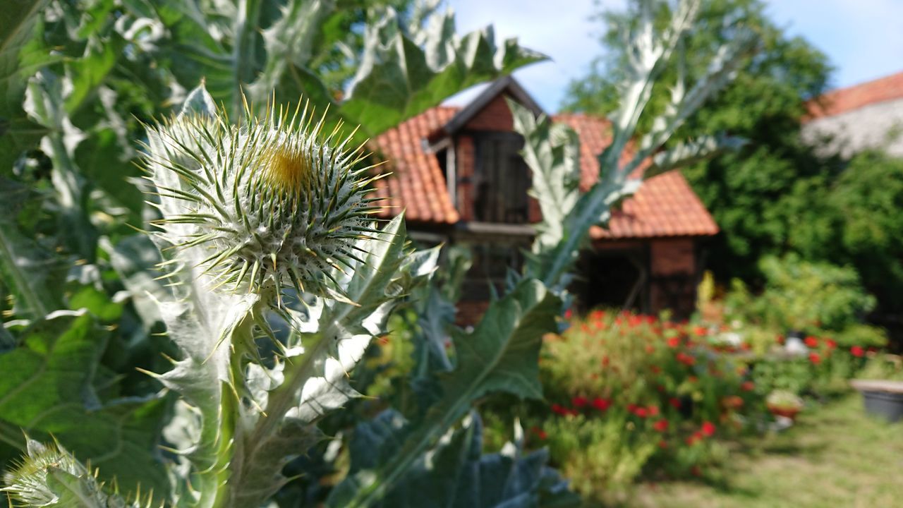 plant, growth, flower, flowering plant, focus on foreground, nature, day, no people, freshness, green color, close-up, beauty in nature, leaf, fragility, vulnerability, plant part, building exterior, architecture, outdoors, built structure, flower head, spiky