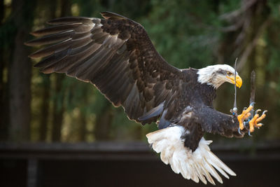 Close-up of eagle flying