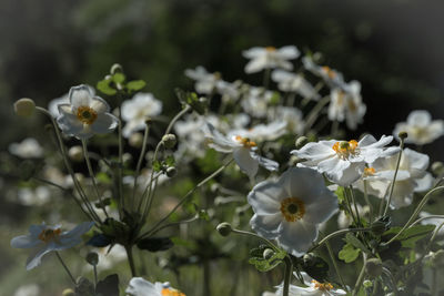 Close-up of white flowers blooming outdoors