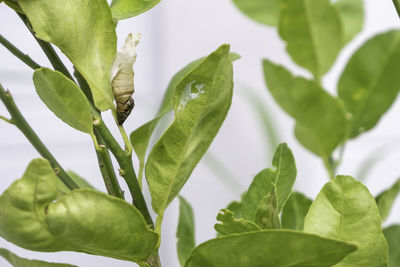 Close-up of green leaves on plant