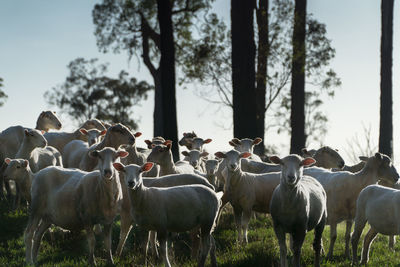 Horses on field against sky