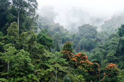 Trees in forest against sky