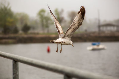 Seagull flying over river