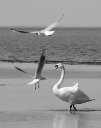 Seagull flying over sea