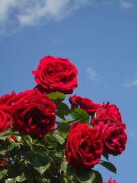 Close-up of red rose