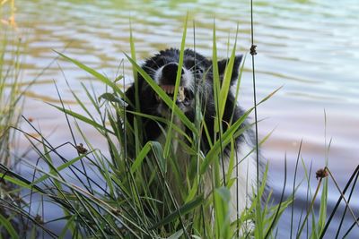 Plants growing in a lake