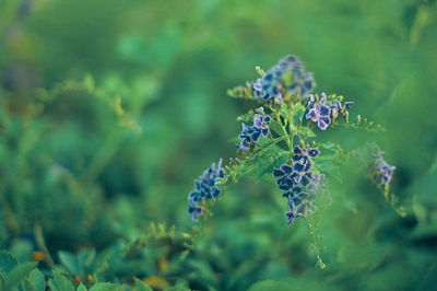 Close-up of butterfly pollinating on purple flowering plant