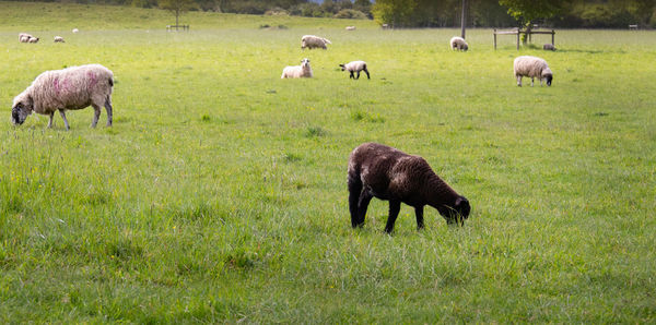 Sheep grazing in a field