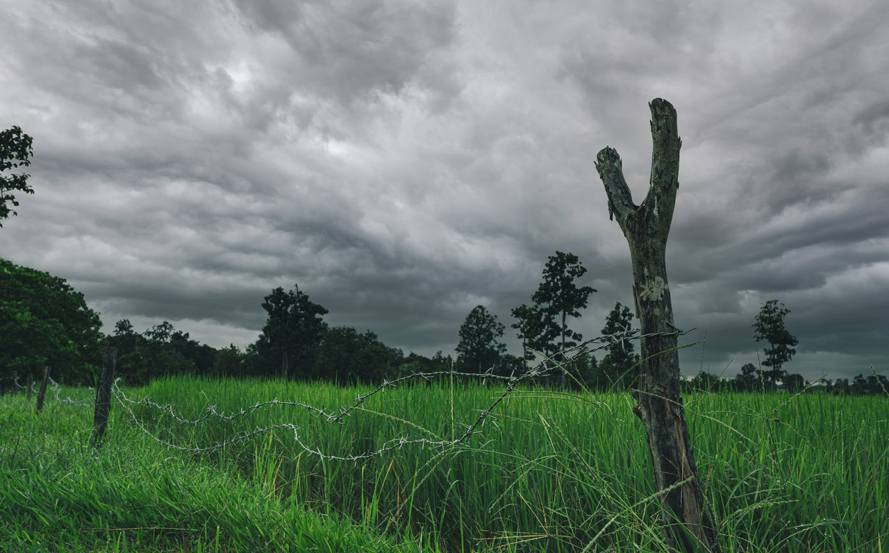 plant, grass, nature, cloud, sky, land, field, landscape, environment, tree, growth, green, rural area, rural scene, beauty in nature, scenics - nature, grassland, no people, tranquility, agriculture, prairie, hill, overcast, meadow, flower, crop, outdoors, storm, dramatic sky, tranquil scene, storm cloud, wind, natural environment, non-urban scene