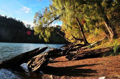 Trees by lake in forest against sky
