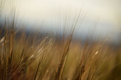 Close-up of wheat growing on field against sky