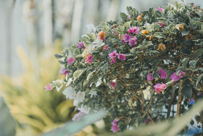 Close-up of pink flowering plant